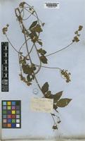 Serjania comata Radlk. [family SAPINDACEAE]