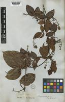 Serjania piscatoria Radlk. [family SAPINDACEAE]