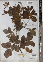 Serjania pyramidata Radlk. [family SAPINDACEAE]