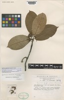 Isotype of Epistemma rupestre H.Huber [family ASCLEPIADACEAE]