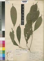 Tarenna vignei Hutch. & Dalziel [family RUBIACEAE]
