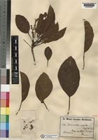 Terminalia superba Engl. & Diels [family COMBRETACEAE]