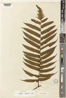 Lectotype of Alsophila podophylla Hook. [family CYATHEACEAE]