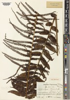 Nephrolepis dicksonioides Christ [family NEPHROLEPIDACEAE]