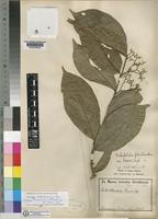 Lectotype of Dichapetalum floribundum ( Planch) Engl. var. preussii [family DICHAPETALACEAE]