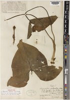 Holotype of Stylochaeton puberulus N.E.Brown [family ARACEAE]