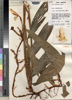 Isotype of Aframomum atewae Lock & J.B.Hall [family ZINGIBERACEAE]