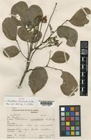 Isotype of Abarema adenophora (Ducke) Barneby & Grimes [family LEGUMINOSAE-MIMOSOIDEAE]
