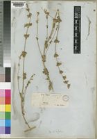 Type of Nepeta septemcrenata Ehrenb. ex Benth. [family LABIATAE]