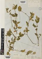 Isotype of Psilotrichum scleranthum Thwaites [family AMARANTHACEAE]