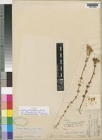 Sebaea brachyphylla Griseb. [family GENTIANACEAE]