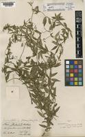 Type of Metastelma martinicense Schltr. [family ASCLEPIADACEAE]