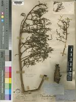 Zanthoxylum gilletii (De Wild.) P.G.Waterman [family RUTACEAE]