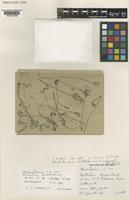 Holotype of Utricularia terrae-reginae P. Taylor [family LENTIBULARIACEAE]