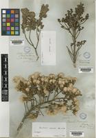 Baccharis macraei Hook. & Arn. [family COMPOSITAE]
