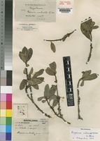 Myrsine melanophloeos unrecorded [family MYRSINACEAE]