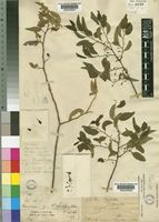 Olax dissitiflora Oliv. [family OLACACEAE]