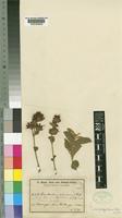 Combretum baumii Engl. & Gilg [family COMBRETACEAE]