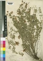 Type of Lotus tigrensis Baker [family LEGUMINOSAE-PAPILIONOIDEAE]