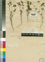 Lotus namulensis Brand [family LEGUMINOSAE-PAPILIONOIDEAE]