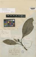 Type of Peperomia pernambucensis Miq. [family PIPERACEAE]