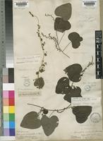 Isotype of Cissampelos vogelii Miers [family MENISPERMACEAE]