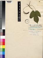 Dioscoreophyllum cumminsii (Stapf) Diels var. leptotsichos Troupin [family MENISPERMACEAE]