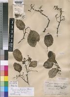 Homalium dentatum (Harv.) Warb. [family FLACOURTIACEAE]