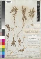Polygala persicariifolia DC. [family POLYGALACEAE]