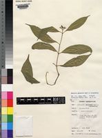 Isotype of Hunteria ghanensis J.B.Hall & Leeuwenb. [family APOCYNACEAE]