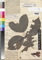 Crioceras dipladeniiflorus (Stapf) K.Schum. [family APOCYNACEAE]