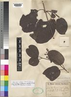 Type of Periploca latifolia K.Schum. [family ASCLEPIADACEAE]