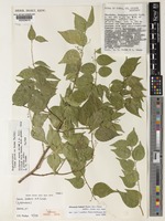 Paratype of Savia fadenii Radcl.-Sm. [family PHYLLANTHACEAE]