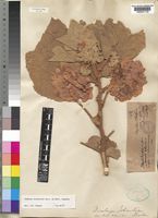 Dombeya burgessiae Gerrard ex Harv. [family STERCULIACEAE]