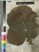 Dombeya wallichii (Lindl.)K.Schum. [family STERCULIACEAE]