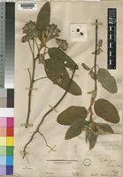 Type of Melhania forbesii Planch. ex Mast. [family STERCULIACEAE]