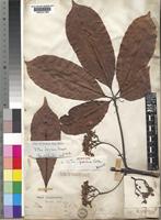 Syntype of Vitex paludosa Vatke [family LABIATAE]