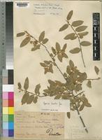 Grewia bicolor Juss. [family TILIACEAE]