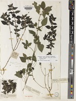 Droguetia iners (Forssk.) Schweinf. subsp. burchellii (N.E.Br.) Friis & Wilmot-Dear [family URTICACEAE]
