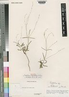 Holotype of Psilotrichum leptostachys C.C.Towns. [family AMARANTHACEAE]