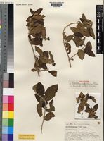 Holotype of Psilotrichum suffruticosum C.C.Towns. [family AMARANTHACEAE]