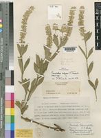 Holotype of Pandiaka confusa C.C.Towns. [family AMARANTHACEAE]