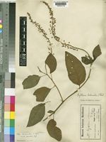 Phytolacca dodecandra L'Hér. var. apiculata Engl. [family PHYTOLACCACEAE]