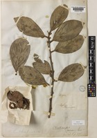 Type of Chaetocarpus coriaceus Thwaites [family EUPHORBIACEAE]
