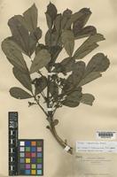 Type of Vitex caespitosa Exell [family LAMIACEAE]