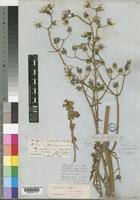 Type of Sonchus zacinthoides DC. [family COMPOSITAE]