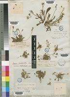 Crepis senecioides Delile [family COMPOSITAE]