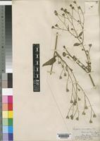 Lapsana communis L. [family COMPOSITAE]