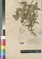 Type of Pasaccardoa grantii Kuntze [family COMPOSITAE]