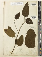Mallotus oppositifolius (Geiseler) Müll.Arg. [family EUPHORBIACEAE]